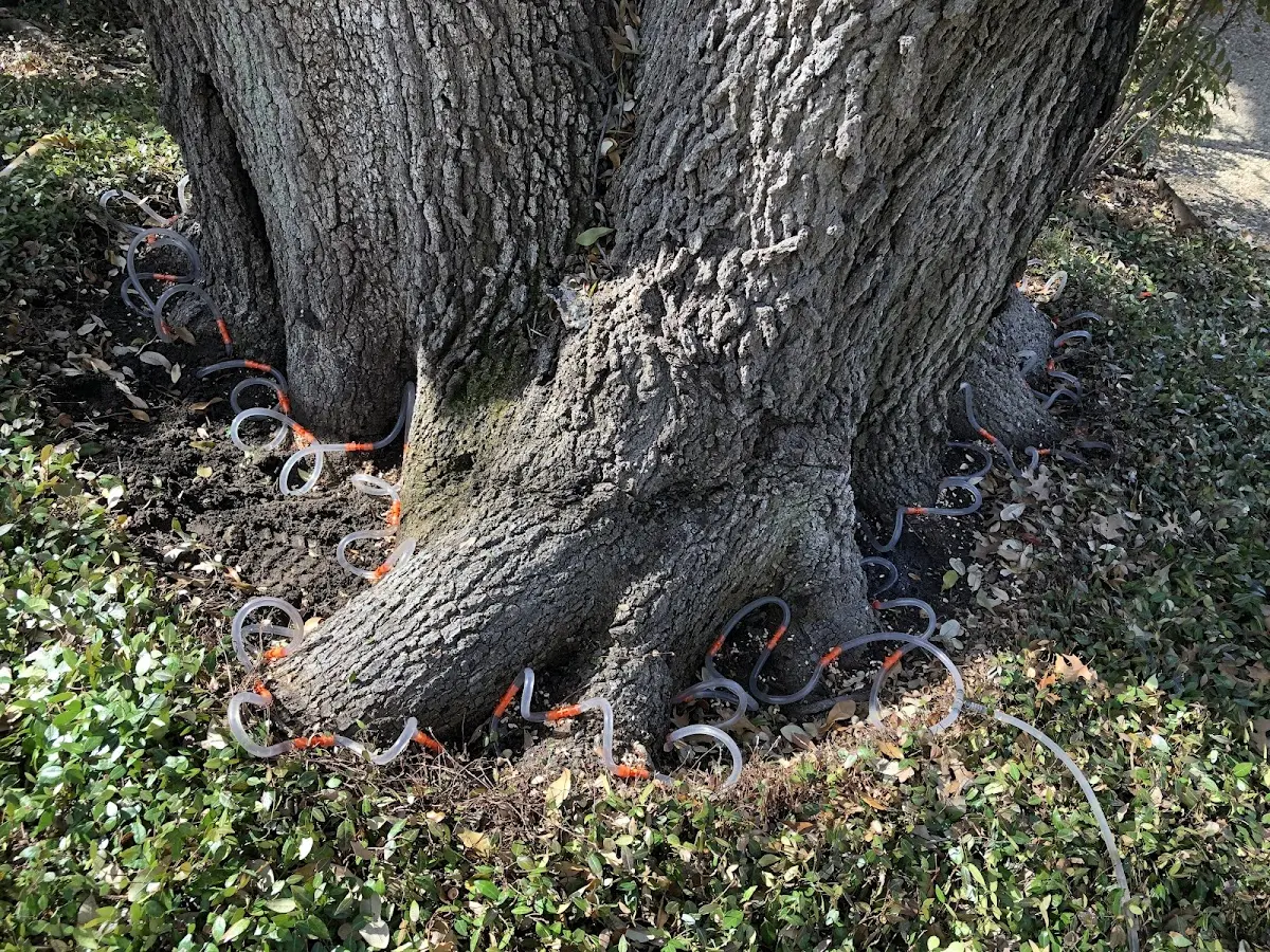 Detailed Tree Cabling and Bracing job site in Chunky
