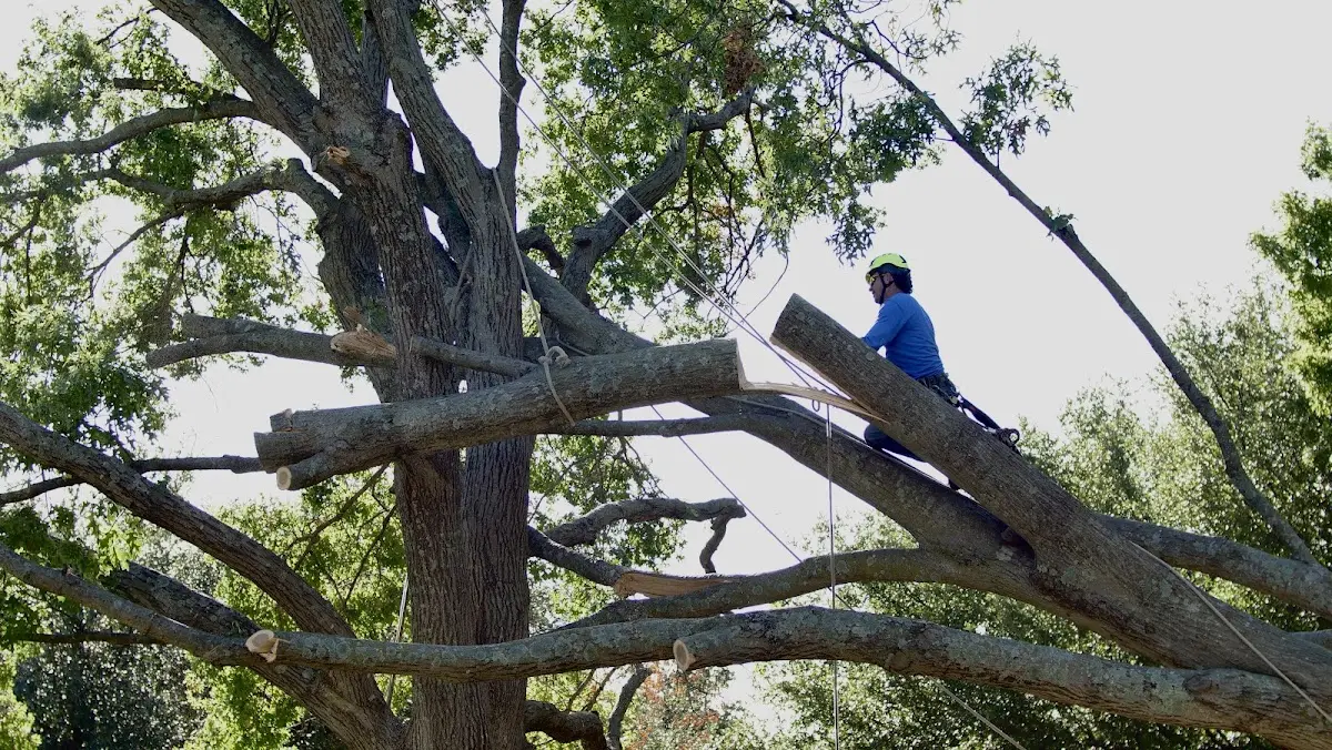 Professional Hazardous Tree Removal performed by certified arborists in Chunky